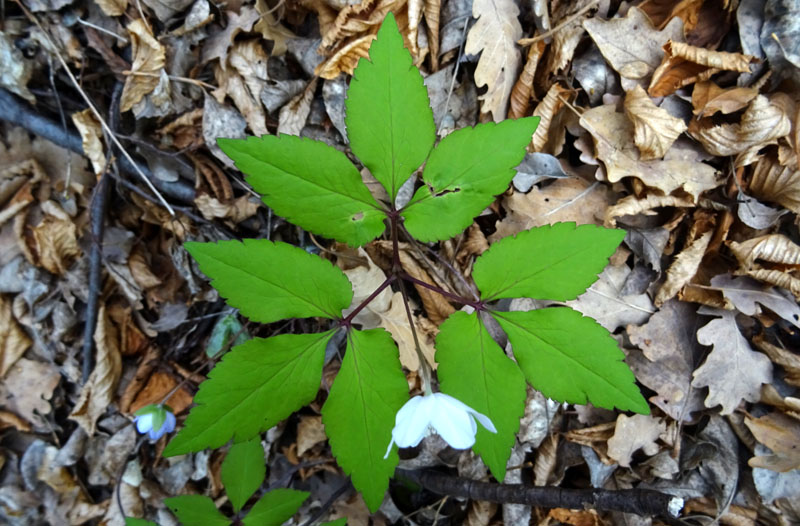 Anemonoides trifolia subsp.trifolia - Ranunculaceae